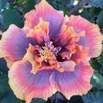 Cloud Farm Hybrid Hibiscus Flower Healthy Plant[CF351]
