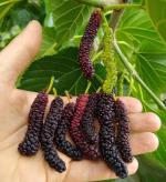 Online Plant Bazar Multicolor Mulberry Live Plant-M2