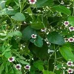 Kapebonavista gandha prasarini sapling plant, skunk vine, chinese fever vine, paederia foetida