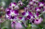 Globalplants Dendrobium Orched Plant