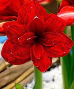 Kraft Seeds Amaryllis Lilly Double Red Flower Bulb (Pack of 8)