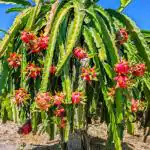 ONLINE PLANT BAZAR DRAGON FRUIT PLANT(PACK OF-1)