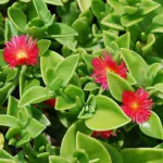 Ashokavanam Baby Sun Rose Indoor plant (Aptenia cordifolia)