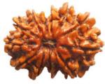 Feeltouchmart Brown Wood 12 Mukhi Nepal Rudraksha Beads Hgj00-1001-2587