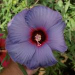 SENECIO E Garden Dinner-Plate Hibiscus Seed - 15 Per Packet