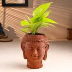 FlowerAura Air Purifying Live Indoor Golden Money Plant In Buddha Idol Terracotta Pot For Living Room, Balcony, Bedroom, Home/ Office Decor, Birthday Gift, Anniversary Gift, Diwali Gift & Occasion Gift