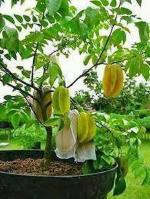 Cloud Farm Hybrid Star Fruit Carambola Grafted Plant- 200 mm CF_O291
