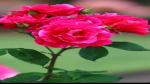 Platone Rose Plant GFT1 Rose flower plant
