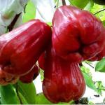 Cloud Farm Hybrid and Syzygium Rose Java Plum Plant - 200 mm CF2092