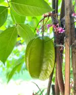 Cloud Farm Rare Star Fruit Grafted Healthy plant [CF03311]