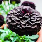 NooElec Seeds India 60+ Seeds- Hybrid Black Marigold Gainda Flower Seeds For Home Garden