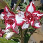 Cloud Farm Hybrid Adenium Plant - 200 mm CF430