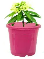 PLATONE Zanthoxylum Piperitum Japanese Pepper Bonsai Plant (Pack Of 1)