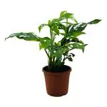 Hug A Plant Monstera Adansonii | Broken Heart Plant- Live Plant (Home & Garden)