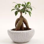 Ferns N Petals Bonsai Plant In Ceramic Pot 3.5X8 inch