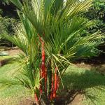 Hug A Plant Red Palm / Red Sealing Wax Palm (Cyrtostachys renda) Ornamental Live Plant (Home & Garden)