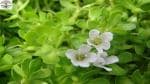 PLATONE Brahmi bacopa monnieri sapling plant, it is a plant not a seed(Pack Of1)