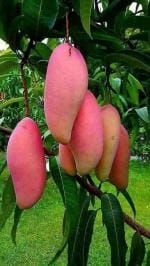 Online Plant Bazar Red Japanese Alltime Mango Grafted Live Plant