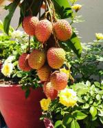 Cloud Farm Air Layered Hybrid Kasba Litchi Plant Healthy Plant [CF400811]