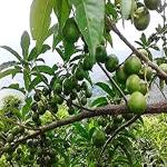 Kapebonavista Three Mukhi Rudraksh Plant Rudraki Bhutanashana Pavana Rudraksah Shivaksha Shivapriya Utrasum Bead Tree Elaeocarpus sphaericus Plant in poly bag.