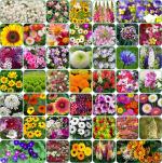 Aero Seeds 45 Variety Of Organic Flower Seeds with Instruction Manual
