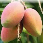 Exotica Orchids Pusa Deepshikha Mango Plant-Grafted