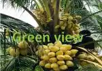 Green view High Yield Hybrid Rare Coconut Live Plant - Dwarf Coconut Yellow Malayan Live Plant Kerala Coconut Tree Plant