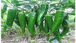 PLATONE Green chilli plant(Pack Ofpack of 36 seeds)
