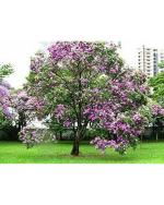 Afflorance Bauhinia Purpureal Ornamental Flowering Purple Orchid Tree Seeds