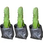 Cloud Farm Dragon Fruit Healthy Plant (Jumboo Red Dragon) - 7