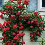 Cloud Farm Rare English Varieties Red Climbing Rose Healthy Flower Plant with Grow Bag Vertical Vining Trellis Everblooming Support Structures Climbers for Home and Gardening (Pack of 1) (Red),CF_R63