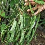 JIGNISHA SEEDS Dolichos Lablab Beans Seeds Pack Of 30