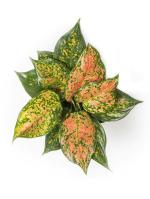 Garden Art Aglaonema Lady Valentine Pink Natural Indoor Healthy Live Plants