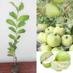 Cloud Farm Guava Plant Guava Tree HYbrid Air Layering Thai All Time/hybrid all seasons Guava Pack Of 1 (Next Year Get Fruits),CF_N176