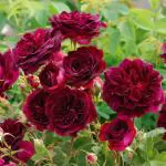 Cloud Farm Rare Grafted English Rose Plant Munstead Wood Velvet Red Color Double Rose 