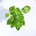GREENLIVE TRADERS Peperomia Green Creeper Plant