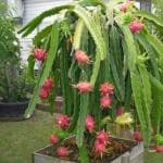 XOLDA Dragon fruit Seed (20 per packet)