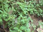 Plantzoin Black catnip Jangli amli Phyllanthus amarus Bhui amla Live Plant