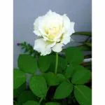 Cloud Farm Rare White Double Rose Plant- Flowering Plants Flowers Garden Hybrid Button Rose Plant CF_1031