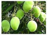 Baishnab Mango PlantAam PlantRichyards Live Chaunsa Mango/Aam Dwarf Grafted Fruit Plant - Healthy Outdoor Plan