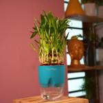 Hug A Plant 3 Layer Lucky Bamboo - Live Plant (With Self-Watering Pot & Plant) (Color: Blue)
