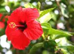 Plantzoin Chinese hibiscus Gurhal Hibiscus rosa-sinensis Mandara (Red) Live Plant