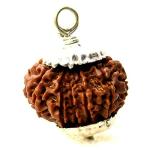 Feel Touch Mart Original Nepal Twelve Face Rudraksha 12 Mukhi Rudraksh 20MM