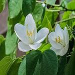 Kapebonavista Bauhinia racemosa Bidi Leaf Tree live plant