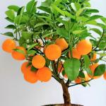 Cloud Farm Nagpur Mandarin Orange All Time Variety Grafted Santra Fruit Healthy Plants & Tree(1-1.5 Ft Size) CF_674