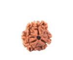 Feel Touch Mart 3 Mukhi Rudraksha Beads by Lab Certified