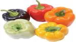 PLATONE Capsicum/Sweet Bell Pepper Mix Seeds(Pack Of1000 x seeds)