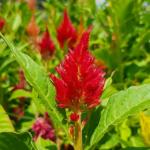 M-Tech Gardens Rare Hybrid Celosia 