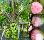 Green view Orginal Pink Coconut Tree Height 2-3 Feet Dwarf coconut tree Plant Fruit After 2-3 Year Hybrid 1 Healthy Live Plant