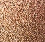 AKSHAT ENTERPRISES BEST QUALTI KANGNI FOOD 2 kg Dry Adult, New Born, Senior, Young Bird Food